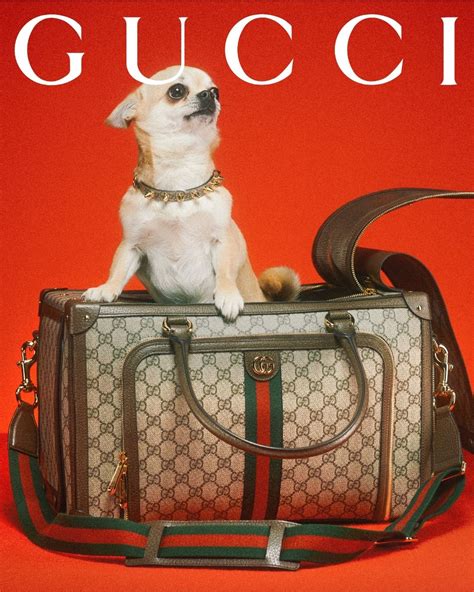 nep gucci petje|gucci pet collection.